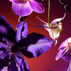 Bougie parfumée - Minuit Cheri - BAÏJA